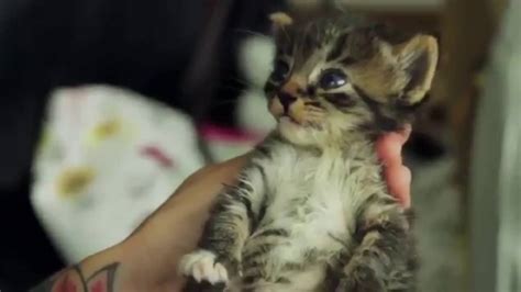 kitten lady youtube|kitten lady rescue videos.